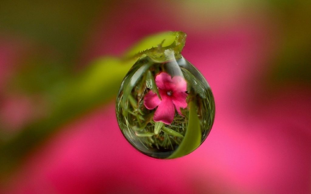 Flower dew drop 1
