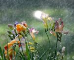Summer Rain